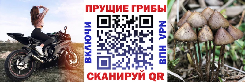 Псилоцибиновые грибы прущие грибы  Купить где  Богданович 